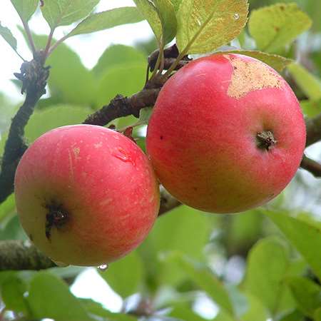 Assorted apples (M. domestics)