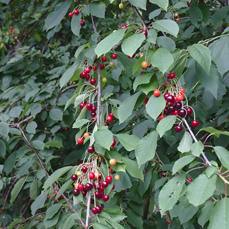 Assorted cherries (Prunus spp.)