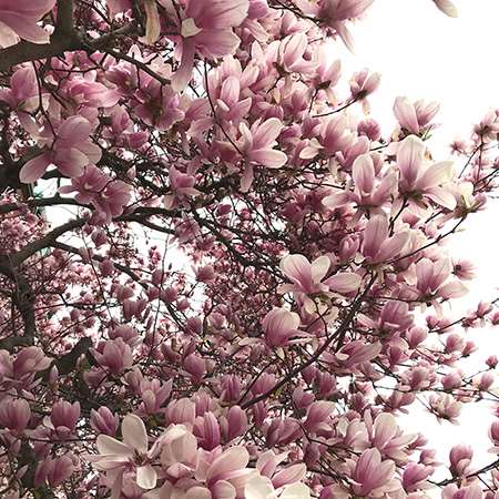 Assorted magnolia (Magnolia spp.)