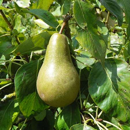 Assorted pears (Pyrus communis)