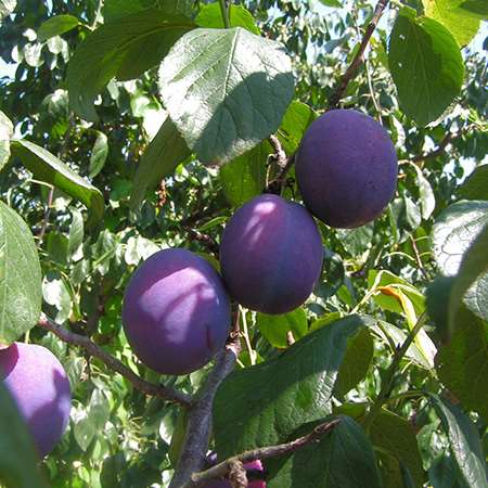 Assorted plums (P. domestica)