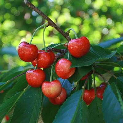 Bing cherry (Prunus avium)