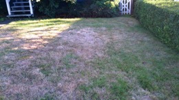 Chafer Dead grass patches (2)