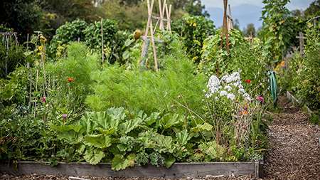 Community Garden TNRP