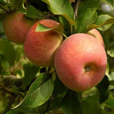 Fuji apple (Malus domestica)