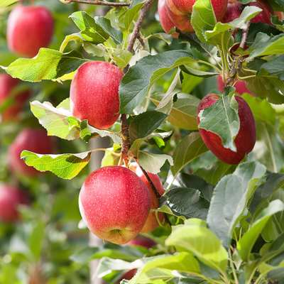 Gala Apple