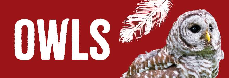 Hero Banner - Nature Series Owls