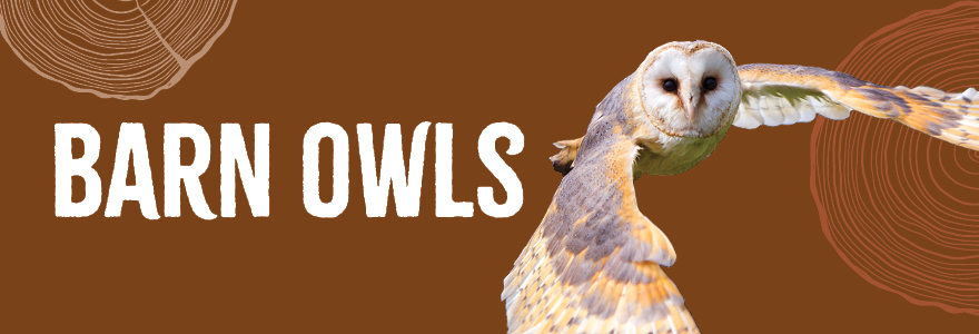 Hero banner - Barn Owls