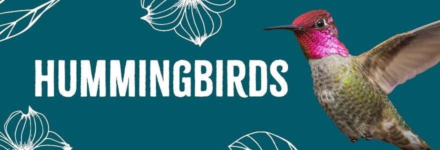 Hero banner - Nature Series Hummingbird