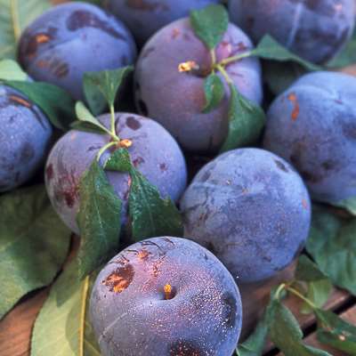 Italian prune plum (Prunus domestica)