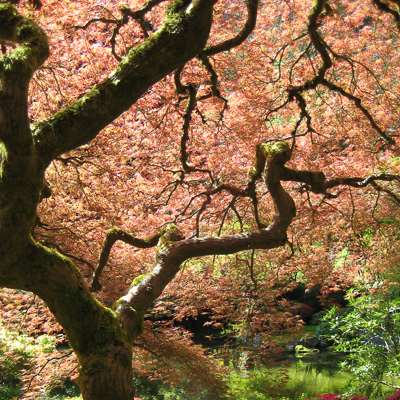 Japanese maple (Acer palmatum)