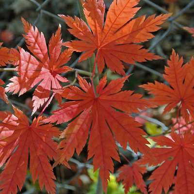 Korean maple (Acer psuedosieboldianum)