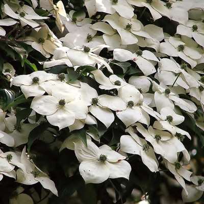 Kousa Dogwood