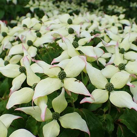 Kousa Dogwood (Cornus kousa)