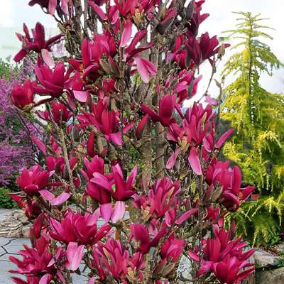 Magnolia 'Burgundy Star'