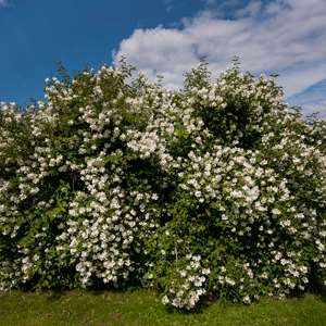 Mock Orange (Philadelphus coronarius)