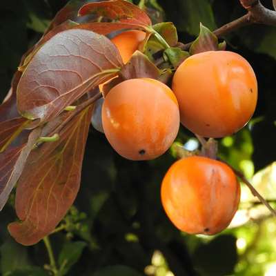 Persimmon (Diospyros kaki)