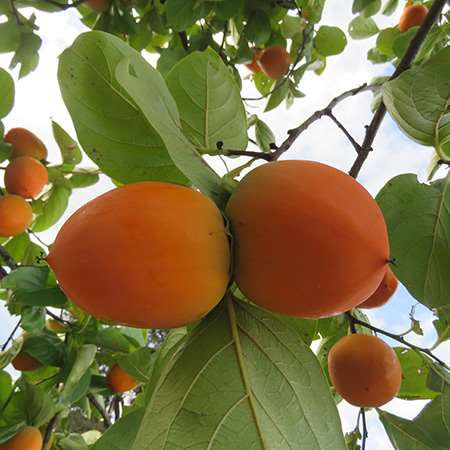 Persimmon (Diospyros kaki)