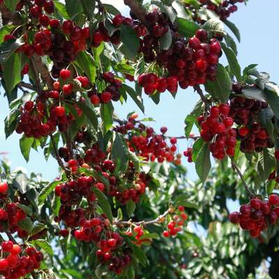 Stella cherry (Prunus avium)