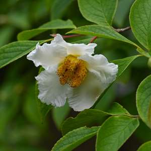 Stewartia (Stewartia pseudocamellia)