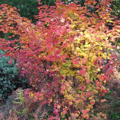 Vine maple (Acer circinatum)