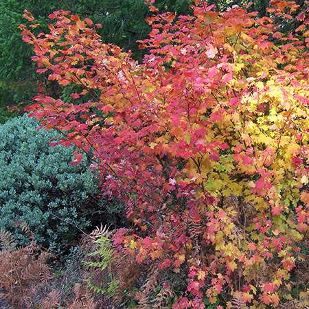 Vine Maple (Acer circinatum)