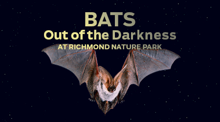 A brown bat in flight against a dark night sky