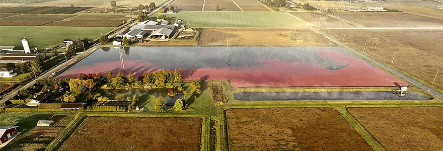 Cranberry Harvest