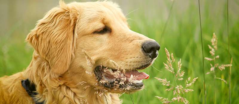 dogs in parks - off leash