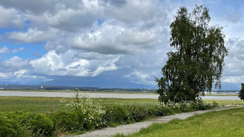 Rural area of an open field with a large tree and a gravel path