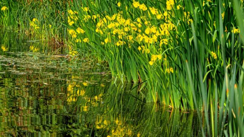 Yellow Flag Iris