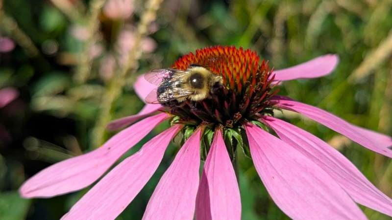 View of a bee on an echinacea flower