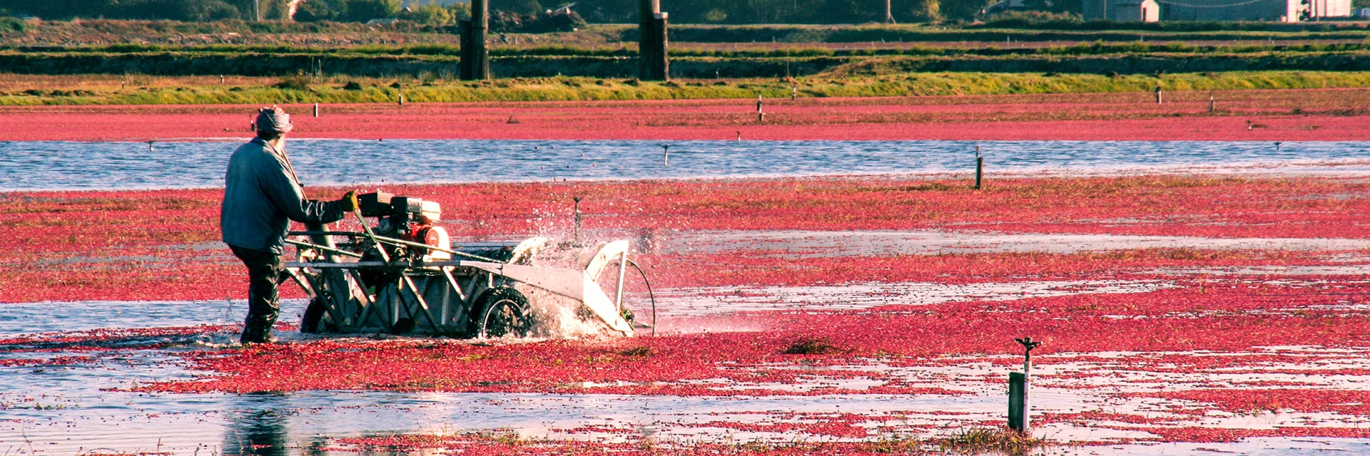 View of a worker harvesting cranberries in a field