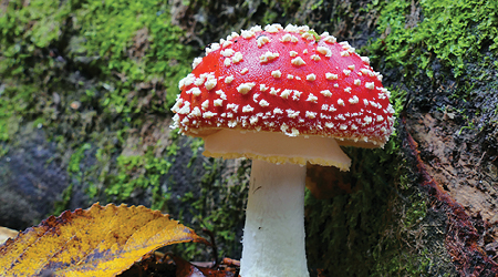 Close up of mushroom with red top with white spots