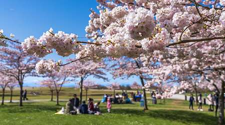 Garry Point Park cherry blossoms OCP update