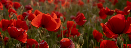 Remembrance Day - Poppies