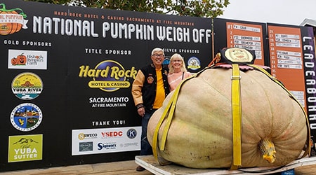 Award-winning 1,003 kilograms (2,212 pounds) pumpkin that will be on display at the City’s Fireworks Festival on Oct 31