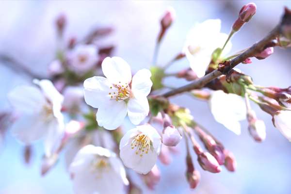 Cherry blossoms - closeup