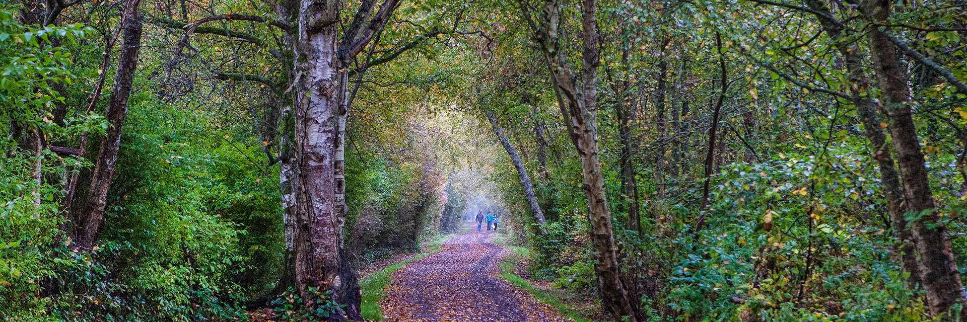 View of a walking trail in fall