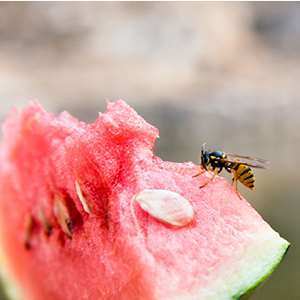 View of a wasp eating a watermelon.