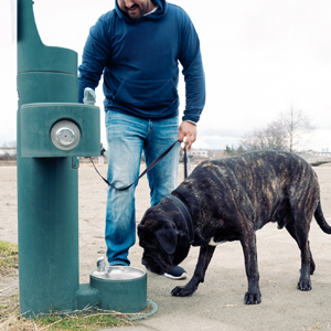 Water services - water fountain with dog