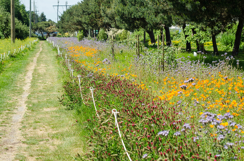 View of Pollinator Pasture along Bridgeport Trail