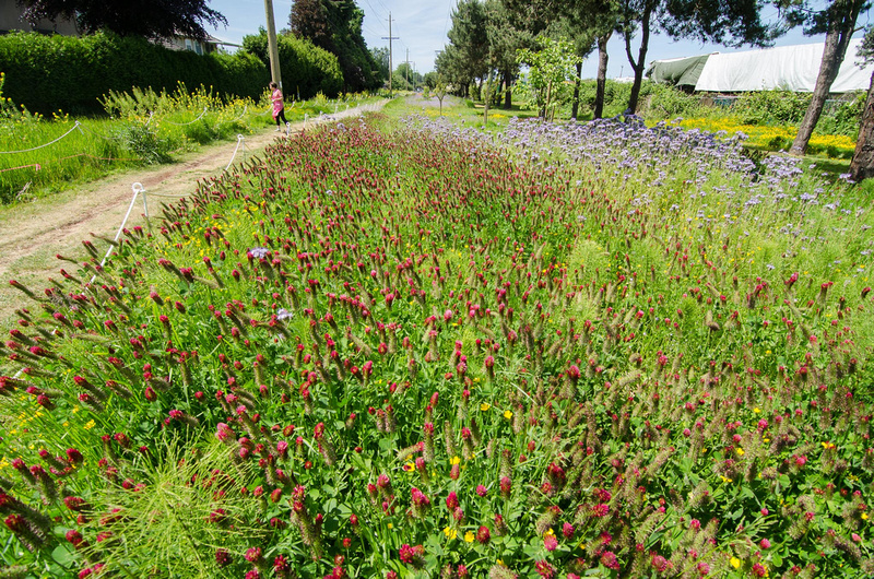 View of Pollinator Pasture along Bridgeport Trail