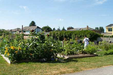 community garden